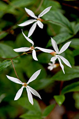 image of Gillenia trifoliata, Bowman's Root, Mountain Indian Physic, Fawn's Breath