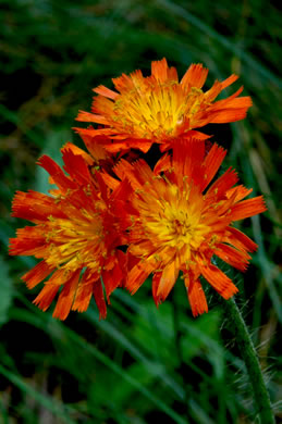 image of Pilosella aurantiaca, Orange Hawkweed, Devil's Paintbrush, Orange King-devil