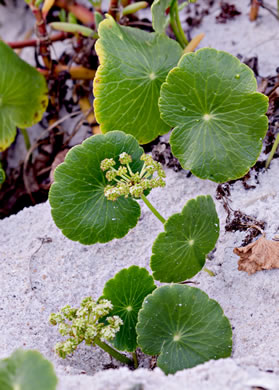 image of Hydrocotyle bonariensis, Dune Pennywort, Seaside Pennywort, Dune Water-pennywort, Largeleaf Pennywort