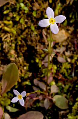 image of Houstonia caerulea, Quaker Ladies, Common Bluet, Innocence, Azure Bluet