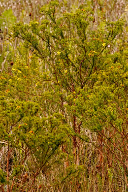 image of Hypericum fasciculatum, Peelbark St. Johnswort