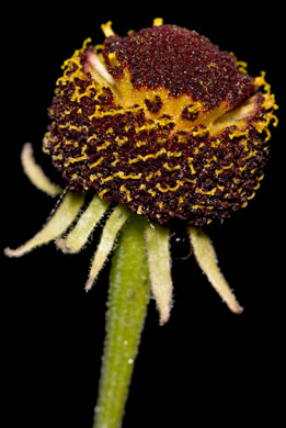 image of Helenium flexuosum, Purplehead Sneezeweed, Southern Sneezeweed