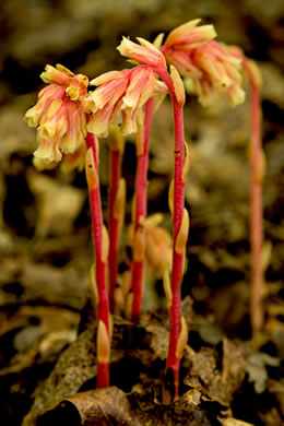 Hypopitys lanuginosa, Appalachian Red Pinesap, Hairy Pinesap