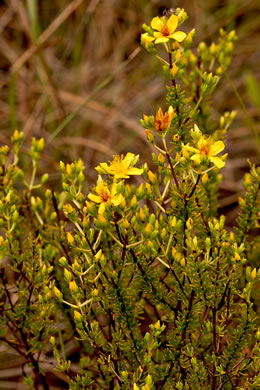 image of Hypericum tenuifolium, Sandhill St. Johnswort, Atlantic St. Johnswort