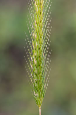 image of Hordeum pusillum, Little Barley