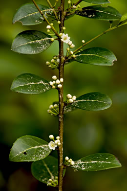 image of Ilex coriacea, Sweet Gallberry, Big Gallberry, Large Gallberry