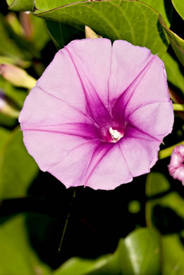 image of Ipomoea brasiliensis, Railroad Vine, Bay Hops, Bay Winders, Goat's-foot