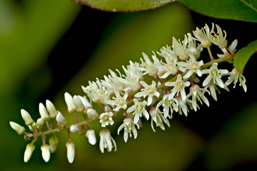 image of Itea virginica, Virginia Sweetspire, Virginia-willow