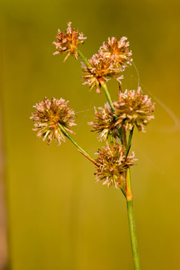 image of Juncus megacephalus, Large-headed Rush, Bighead Rush