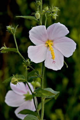 image of Kosteletzkya pentacarpos, Southern Seashore Mallow, Seashore Marshmallow, Virginia Saltmarsh Mallow, Fen-rose