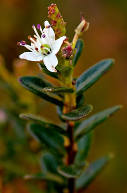 image of Kalmia buxifolia, Sand-myrtle, Mountain Myrtle