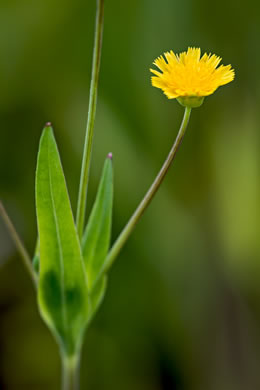 Krigia cespitosa, Opposite-leaf Dwarf-dandelion