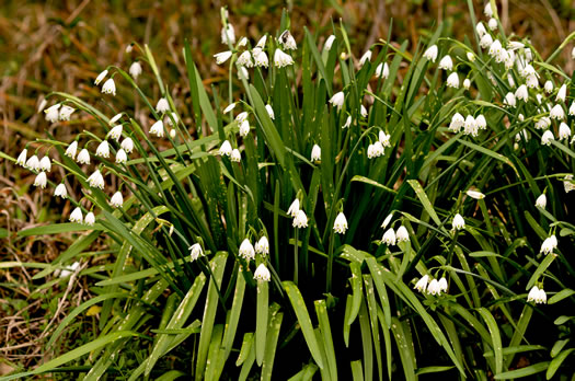 image of Leucojum aestivum, Summer Snowflake