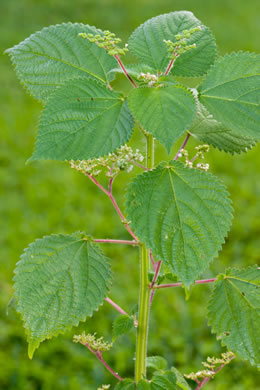 Laportea aestuans, West Indian Wood-nettle