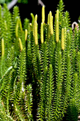 image of Spinulum annotinum, Stiff Clubmoss, Bristly Clubmoss