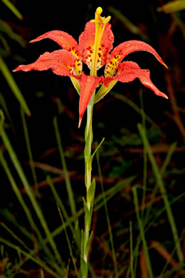 image of Lilium catesbyi, Pine Lily, Catesby's Lily, Leopard Lily