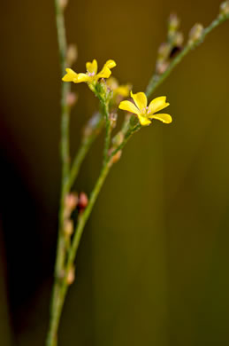 image of Linum floridanum var. floridanum, Florida Yellow Flax, Savanna Flax