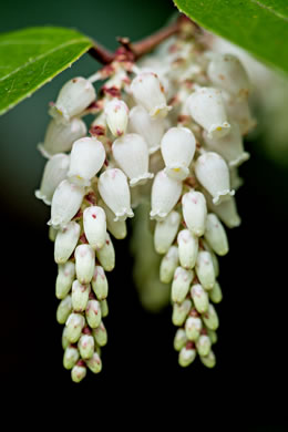 image of Leucothoe fontanesiana, Mountain Doghobble, Highland Doghobble, Switch-ivy