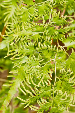 image of Lygodium japonicum, Japanese Climbing Fern