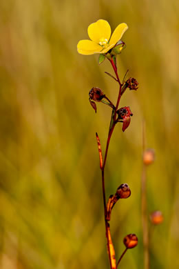 image of Ludwigia maritima, Harper's Seedbox, Seaside Seedbox