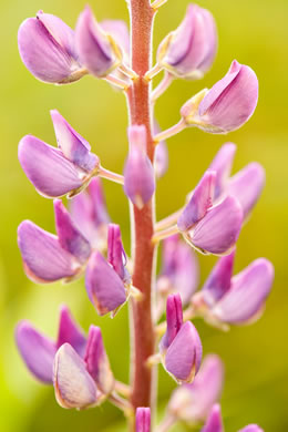 image of Lupinus perennis var. perennis, Northern Sundial Lupine