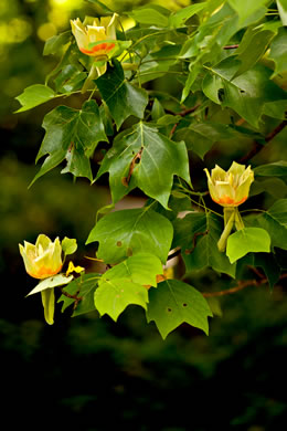 image of Liriodendron tulipifera var. tulipifera, Tuliptree, Yellow Poplar, Whitewood