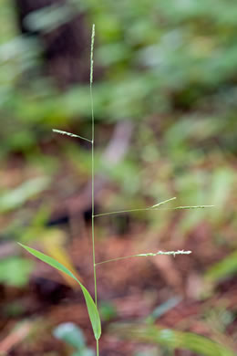 image of Leersia virginica, White Cutgrass, Whitegrass, Virginia Cutgrass