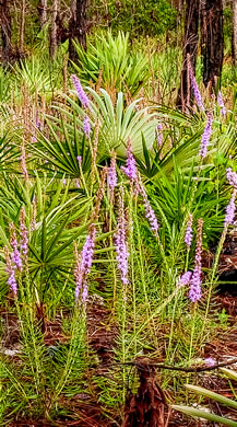 image of Liatris chapmanii, Chapman's Blazing-star