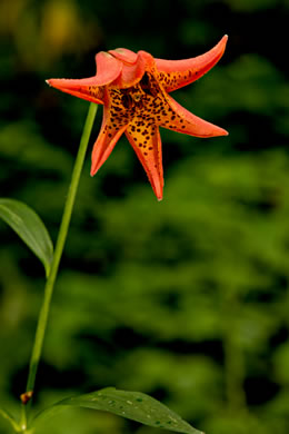 image of Lilium grayi, Gray's Lily, Roan Lily