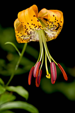 image of Lilium michauxii, Carolina Lily
