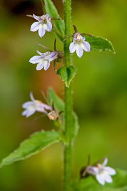 image of Lobelia inflata, Indian-tobacco, Pukeweed