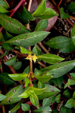 image of Ludwigia repens, Creeping Seedbox