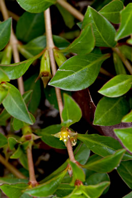 image of Ludwigia repens, Creeping Seedbox