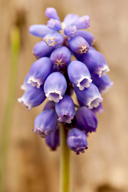 image of Muscari botryoides, Compact Grape-hyacinth