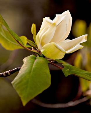 image of Magnolia fraseri, Fraser Magnolia, Mountain Magnolia, Earleaf Umbrella-tree, Umbrella Tree