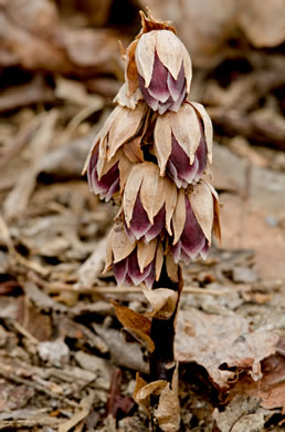 image of Monotropsis odorata, Appalachian Pygmy Pipes, Sweet Pinesap