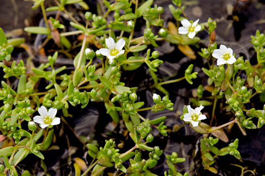 Piedmont Sandwort