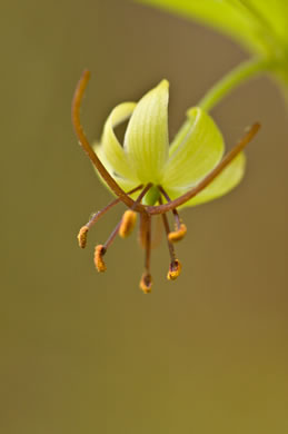 image of Medeola virginiana, Indian Cucumber-root