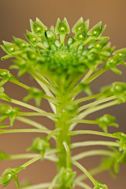 Malaxis unifolia, Green Adder's-mouth