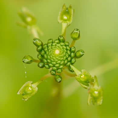 Malaxis unifolia, Green Adder's-mouth