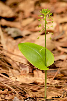 Green Adder's-mouth