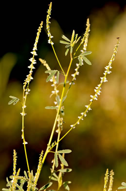 image of Melilotus albus, White Sweetclover, White Melilot