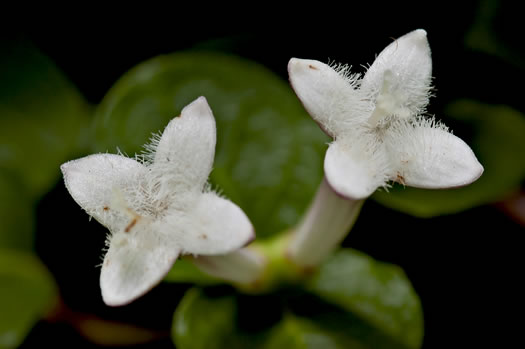 Partridgeberry