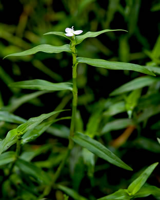 image of Murdannia keisak, Murdannia, Asian Spiderwort, Marsh Dewflower, Wart-removing Herb