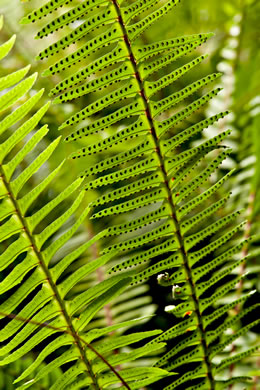 image of Nephrolepis cordifolia var. cordifolia, Narrow Sword Fern, Tuber Sword Fern, Fishbone Fern, Ladder Fern