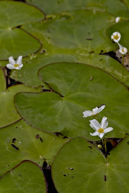 image of Nymphoides cristata, Crested Floating Heart, Water Snowflake