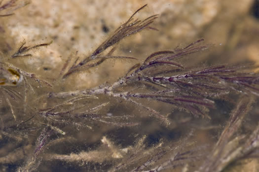 image of Najas guadalupensis var. guadalupensis, Southern Naiad, Southern Waternymph, Common Naiad