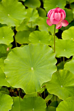 image of Nelumbo nucifera, Sacred-lotus, Oriental Lotus-lily, Pink Lotus