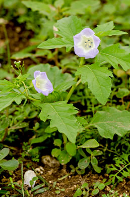 image of Nicandra physalodes, Apple-of-Peru, Shoo-fly-plant