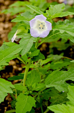 flower of Nicandra physalodes, Apple-of-Peru, Shoo-fly-plant
